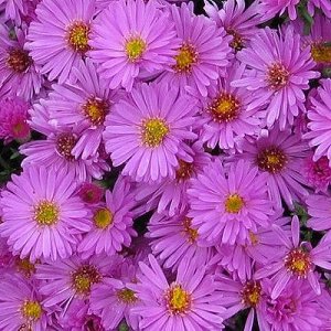 Aster dumosus