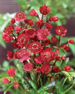 Astrantia major