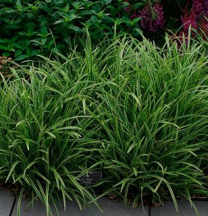 Carex morrowii