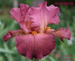 Iris germanica
