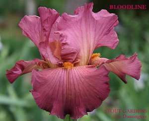 Iris germanica