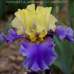 Iris germanica