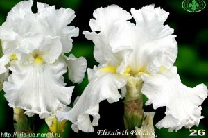 Iris germanica