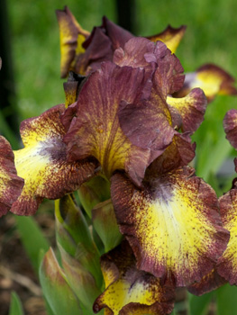 Iris germanica