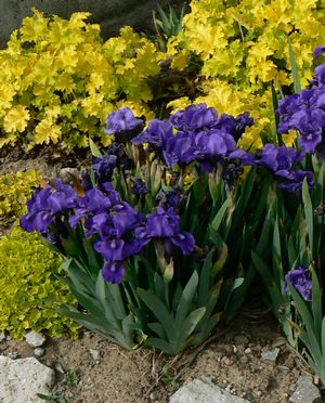 Iris pumila