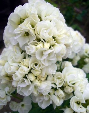 Phlox paniculata