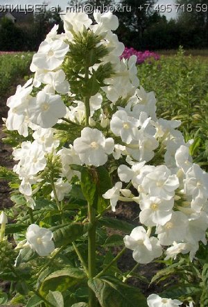 Phlox paniculata
