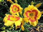 Hemerocallis
