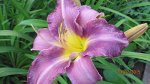 Hemerocallis