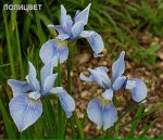 Iris