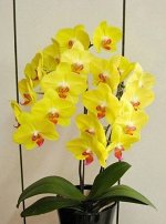 Phal. Fuller&#039;s Sunset &#039;2036&#039;