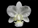 C.dolosa var. alba