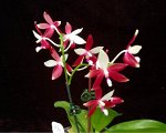 2.5 P.tetraspis c-1