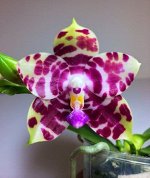 P.KS Super Zebra