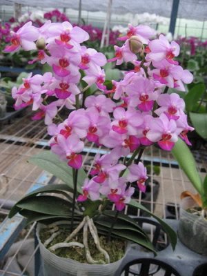 Phal Liu's Triprince