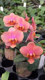 Jaiho’s Orange x schilleriana