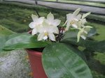 Phal. Penang Violacea v.alba