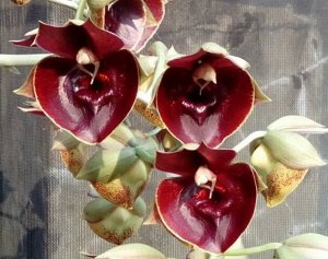 Catasetum Orchidglade