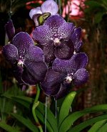 V.Robert Delight&#039;Black&#039;
