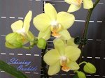 Phal. Brother Pico Bahama