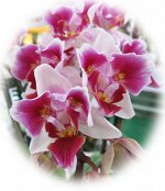 Саженцы редких орхидей