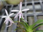 Vandopsis x(  Neofinetia x Aerides)  (Fragrance)