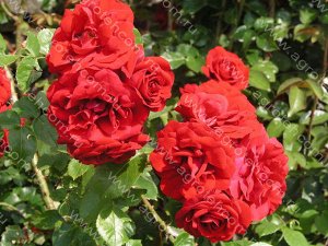 Амадеус Очень устойчивая к заболеваниям плетистая роза, привлекает внимание благодаря своим крупным, сияюще-красным махровым цветкам. Цвет не выгорает, цветки появляются в кистях по 5-7 шт. Диаметр цв