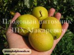 Амурская осенняя 1 летка