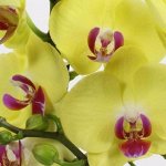 Орхидеи на 8 марта! Гарантия качества! РАЗВОЗ ПО ПВ