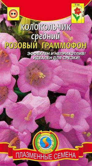 Колокольчик средний Розовый граммофон (высотой до 80см, цветки до 7см в диаметре)