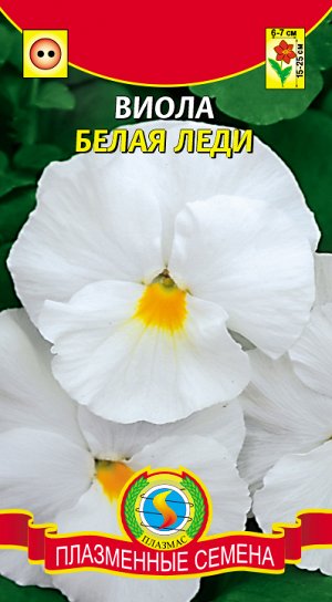 Виола Белая леди (чисто белые цветки с маленьким жёлтым глазком)