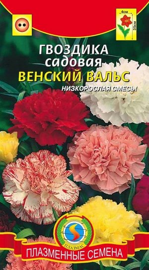 Гвоздика садовая Венский вальс (высотой 30-40см, махровые цветки)