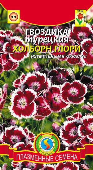 Гвоздика турецкая Холборн Глори (ароматные цветки пурпурно-красного цвета с белой каймой)