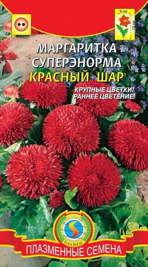 Маргаритка СуперЭнорма Красный шар (морозоустойчивое низкорослое растение (высотой до 15 см), с крупными цветками)