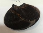 Мажирель 4.3 - Шатен золотистый