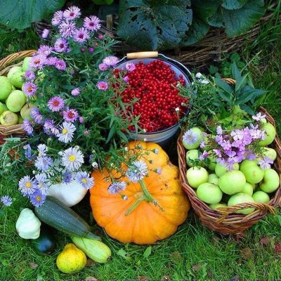 Аптечка садовода - средства первой помощи для Вашего огорода
