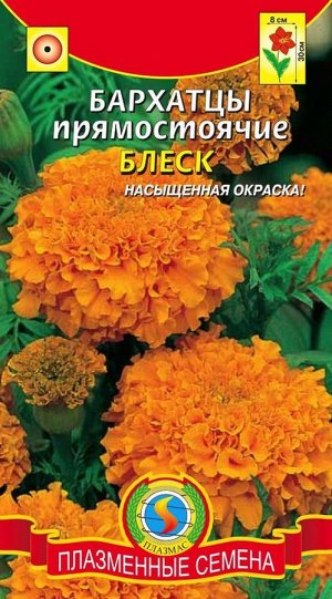 Бархатцы прямостоячие Блеск (высотой 30см, соцветия до 8см, насыщенно-оранжевая окраска)
