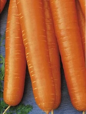 Морковь ДЕТСКАЯ (1,5 гр)