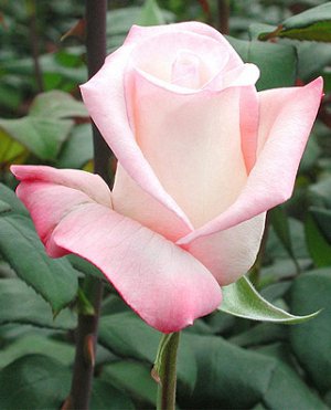 Анна Белая с розовой каймой, очень красивая бокаловидной формы, махровая ( 50-60 лепестков) роза. Лист темный. Куст мощный. Высота куста 90 -100 см. Цветение обильное. К болезням устойчива.