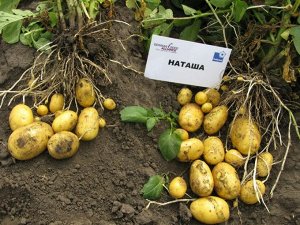 Наташа Раннеспелый, столового назначения. Растение средней высоты, промежуточного типа, полупрямостоячее. Лист крупный, светло-зеленый до зеленого. Волнистость края средняя. Товарная урожайность 132-1