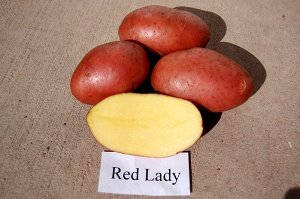 Ред Леди Сорт картофеля Ред Леди – раннеспелый. Между посадкой и получением первой молодой картошечки проходит всего 2 месяца, но вегетативный период растянут, картофель, предназначенный для хранения,