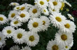 хризантема корейская Белые Метели