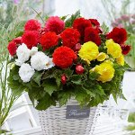Бегония Фимбриата микс, упак (2шт)