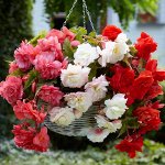 Бегония ампельная микс, упак (2шт)