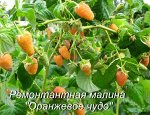 Оранжевое чудо