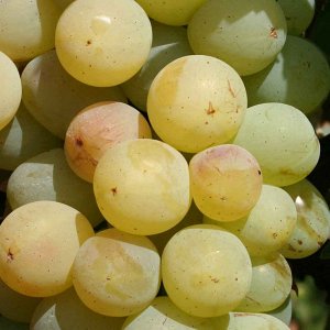 Агрус Столовая форма винограда очень раннего срока созревания (105-115 дней). Кусты среднерослые.Грозди средние и крупные, 400-600 г. Ягоды крупные, 25x23 мм (6-7 г), овальные, желто-зеленые, при полн
