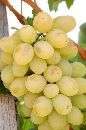 Лора Столовая форма винограда с очень ранним сроком созревания, 105-115 дней. Грозди крупные до килограмма и более (на сильнорослых подвоях можно получить грозди до 3 кг). Форма грозди коническая, сре