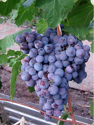 Черныш Столовая гибридная форма винограда, раннего срока созревания (115-125 дней).Грозди крупные 500-600 г, цилиндроконические иногда бесформенные, умеренно-плотные и плотные. Ягоды крупные 22-24 мм,