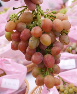 Азалия Столовая  форма  винограда сверх-раннего срока созревания 100-105 дней. Кусты среднерослые. Грозди крупные и очень крупные, средне-рыхлые, на короткой плодоножке, без горошения. Вес гроздей 600