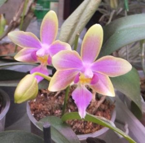 2,5 P.Cornustris x (Gelbliber-Princess Kaiulani) x P.Chida Ziv